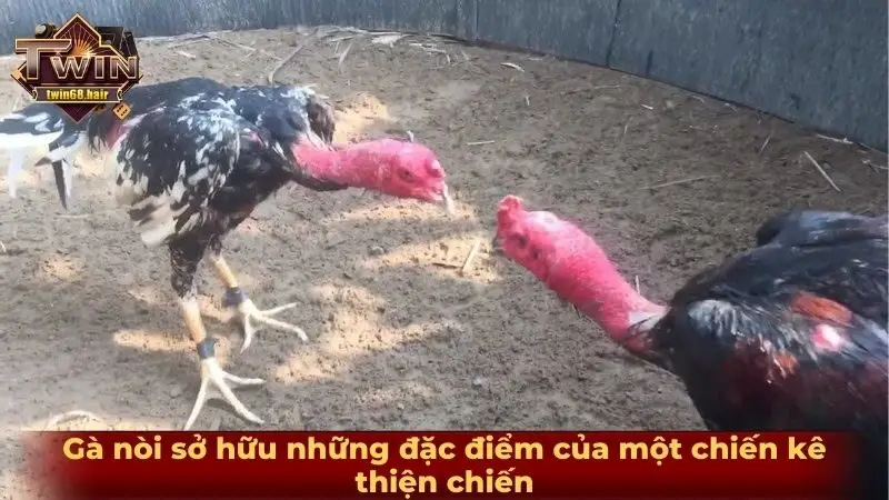 Gà nòi sở hữu những đặc điểm của một chiến kê thiện chiến