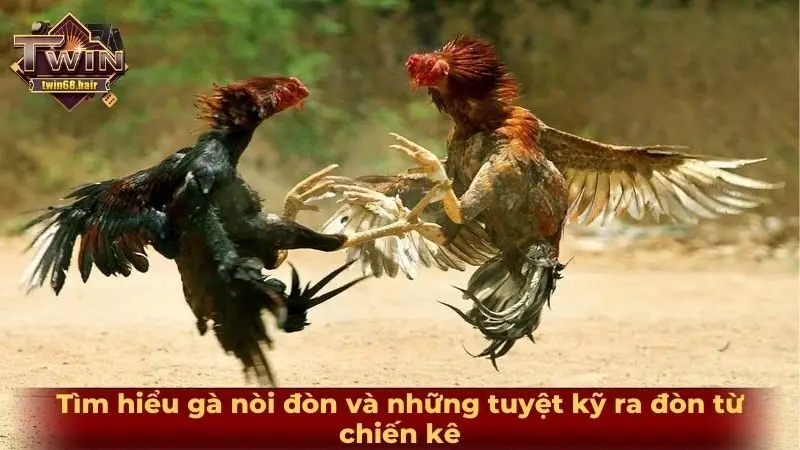 Tìm hiểu gà nòi đòn và những tuyệt kỹ ra đòn từ chiến kê